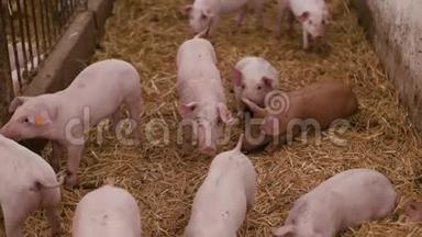 禽畜养殖场，生猪养殖场，禽畜养殖场.. 现代农业猪场